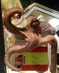 Paul-psychic-octopus