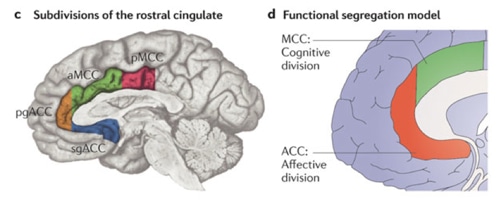 Rostral-cingulate