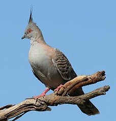 crested pigeon