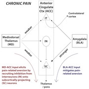 meda-etal-graphical abstract v4