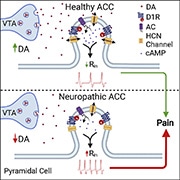 Anterior-Cingulate-Featured-1