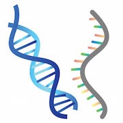 DNA and RNA vector illustration on white background