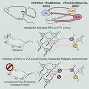 PAG to VTA Graphical Abstract v04