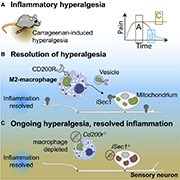 Mitochondria-Featured