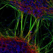 Nikon-Neuron-Prize