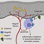 Nonpeptidergic-Neurons-Featured