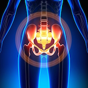 33946648 - female hip - sacrum / pubis / ischium / ilium