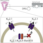 PotassiumFeatured2