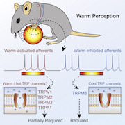 ThermosensationFeatured