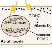 Vitamin-D-Featured