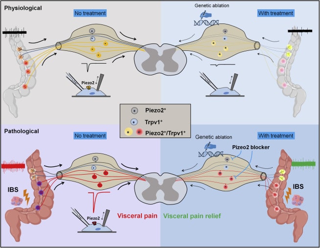 Piezo2 and Trpv1