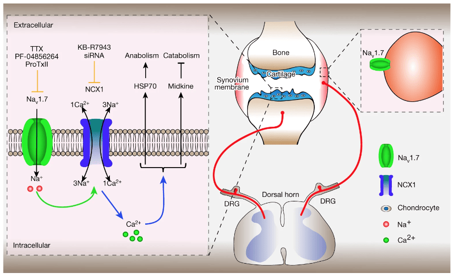 Model of Mechanisms